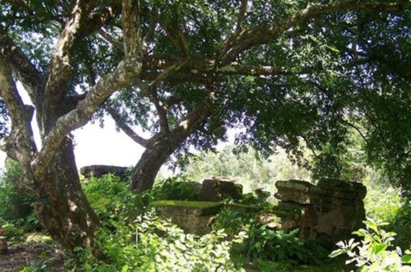 C&acirc;y thị hiếm kh&ocirc;ng &iacute;t lần bị "kiểng tặc" d&ograve;m ng&oacute;