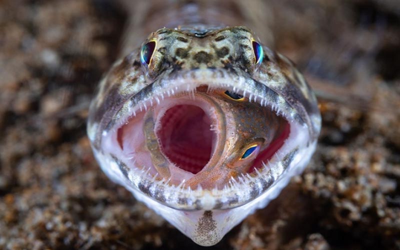 Khoảnh khắc tuyệt đẹp trên thế giới ghi lại trong những bức ảnh