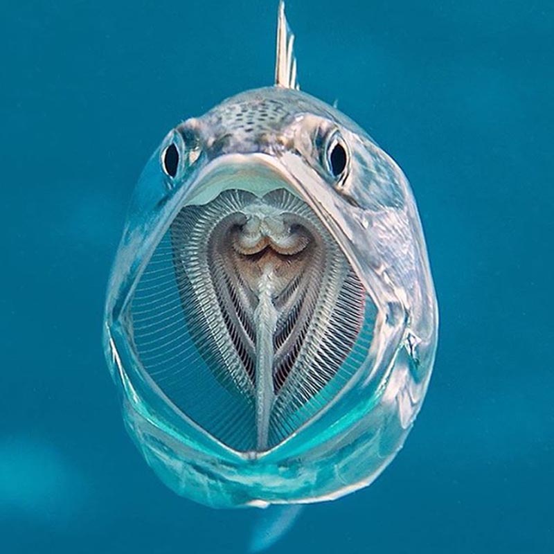 Khoảnh khắc tuyệt đẹp trên thế giới ghi lại trong những bức ảnh