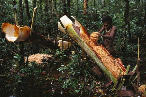 Đi tìm bộ tộc làm nhà trên cây duy nhất trên trái đất