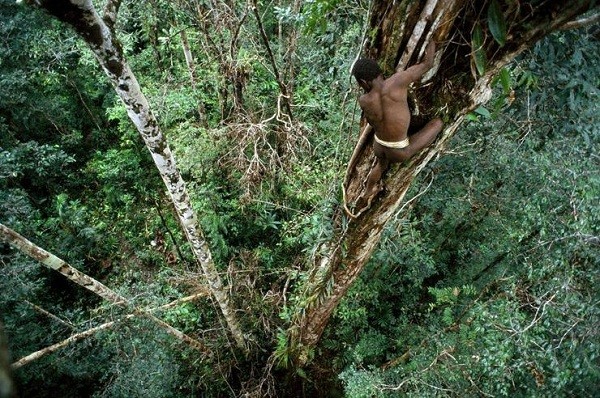 Đi tìm bộ tộc làm nhà trên cây duy nhất trên trái đất