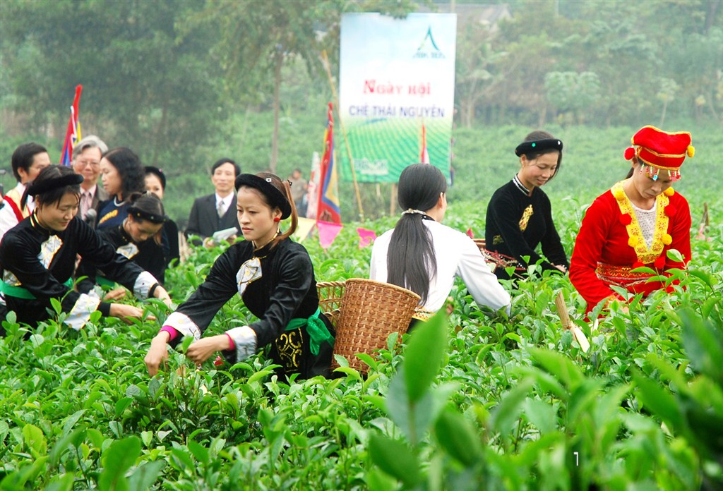 Phê duyệt tổ chức Festival Trà Thái Nguyên 