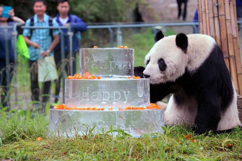 Tham quan, làm quen với những chú gấu đáng yêu