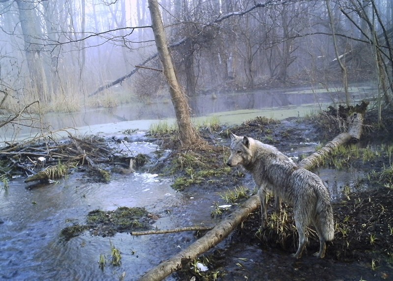 Động vật ở Pripyat đối mặt với nguy cơ đột biến 