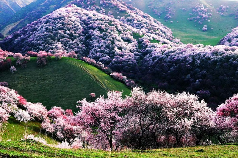 Top 10 thảo nguyên xanh thơ mộng nhất trên thế giới
