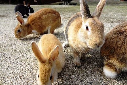  Lạc vào đảo thỏ Ōkunoshima