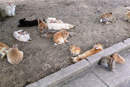  Lạc vào đảo thỏ Ōkunoshima