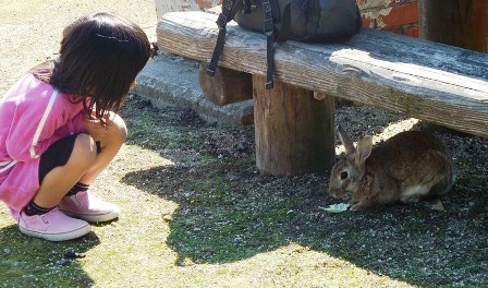  Lạc vào đảo thỏ Ōkunoshima