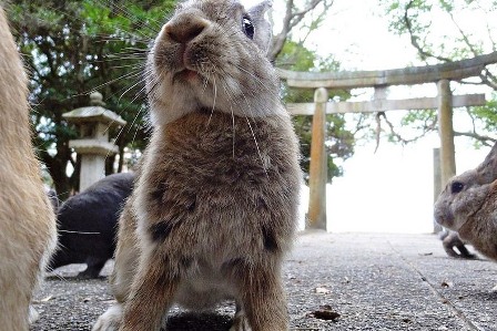  Lạc vào đảo thỏ Ōkunoshima