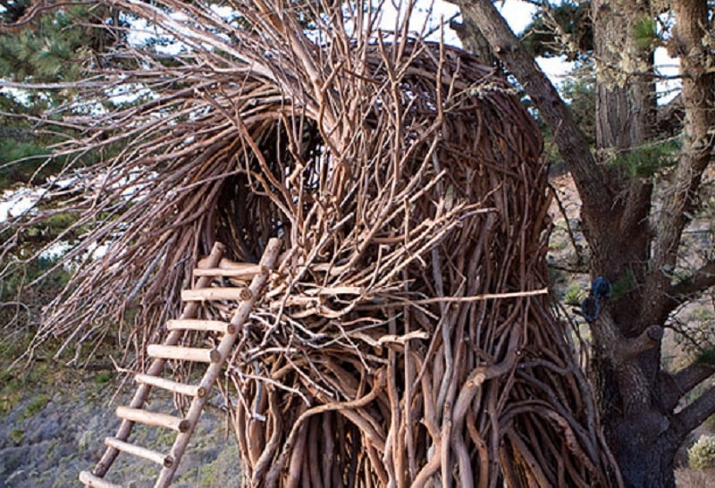 Trải nghiệm ngủ trên tổ chim tại Big Sur