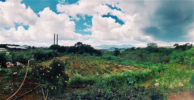 Tùng Hạ Farm - góc trời bình yên xứ ngàn hoa