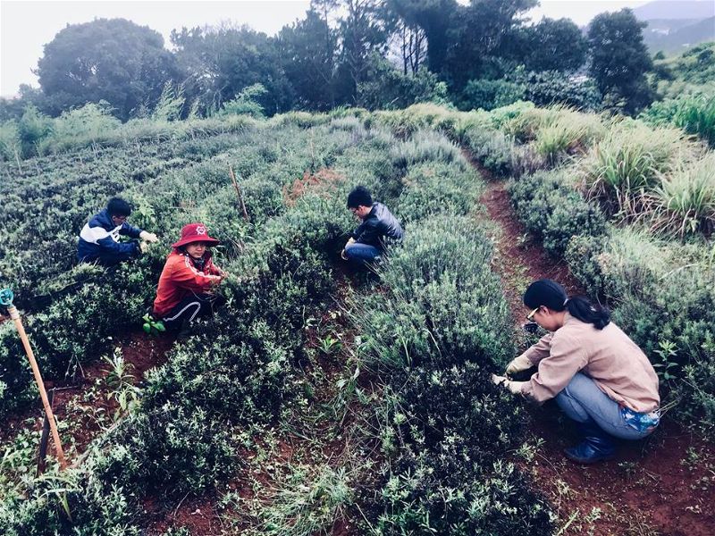 Tùng Hạ Farm - góc trời bình yên xứ ngàn hoa