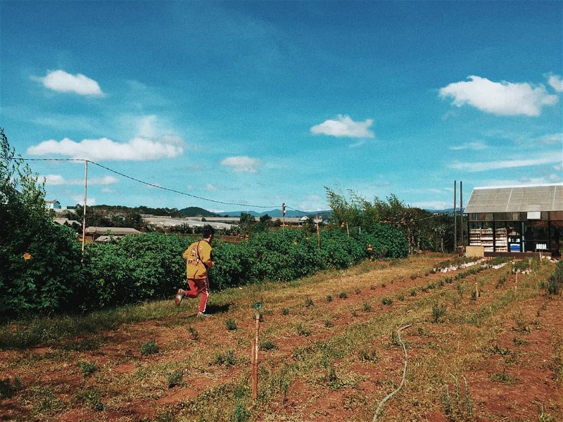 Tùng Hạ Farm - góc trời bình yên xứ ngàn hoa