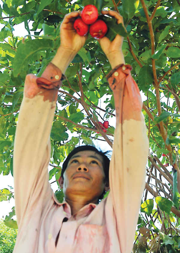 Vườn treo lưng núi ở đèo Sông Pha