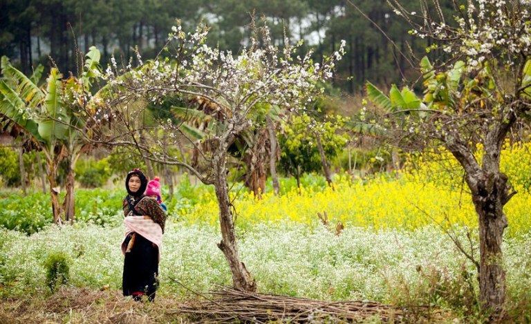 Xuân về những nẻo đường vùng cao