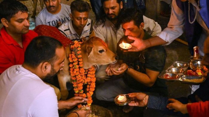 Bò được xem là vật Thánh trong tín ngưỡng của người Ấn Độ 