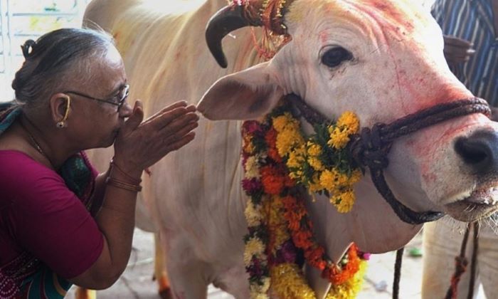 Người Ấn Độ luôn xem bò là linh vật được tôn thờ
