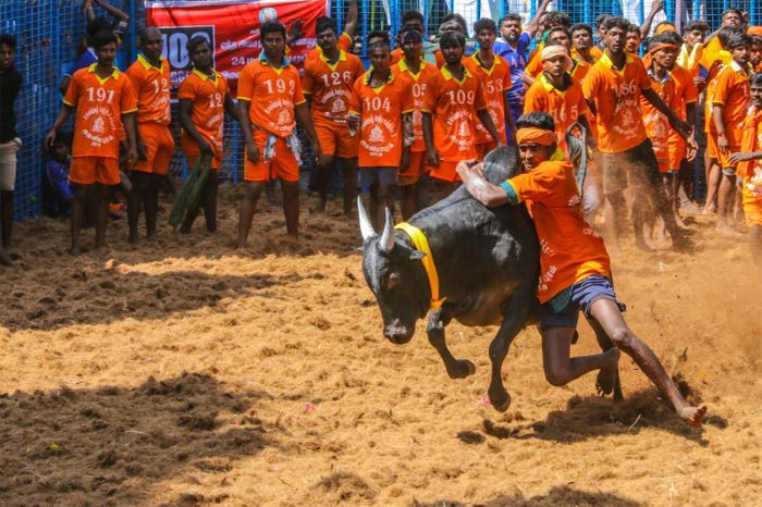 Cảnh chiến đấu giữa người và bò đực đầy nguy hiểm trong lễ hội Jallikattu
