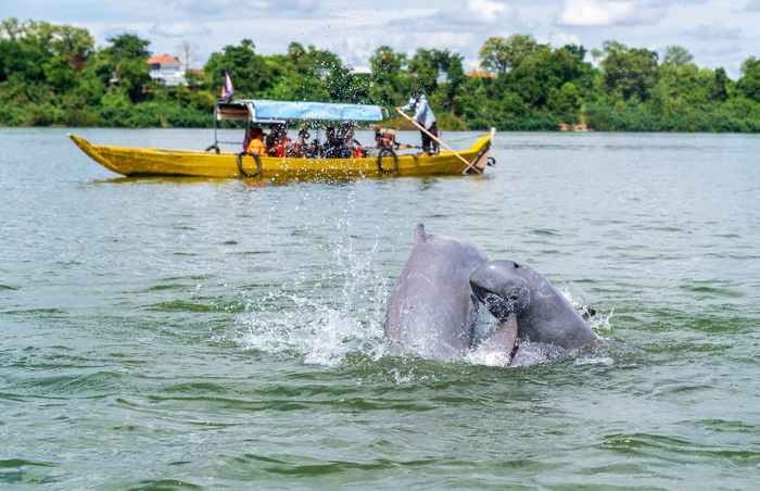 Du khách đi thuyền ngắm cá heo tại thị trấn Kratie Campuchia 