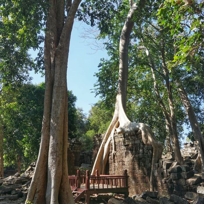  Ngôi đền được bao bọc giữa những cây cổ thụ lâu năm