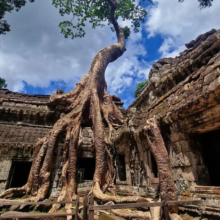 Thiên nhiên ngự trị nơi đền Ta Prohm