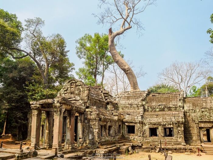 ghé thăm đền Ta Prohm - du lịch Campuchia