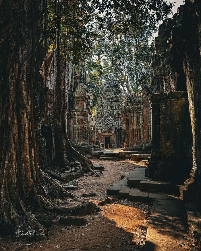 Nên tham quan đền Ta Prohm vào sáng sớm