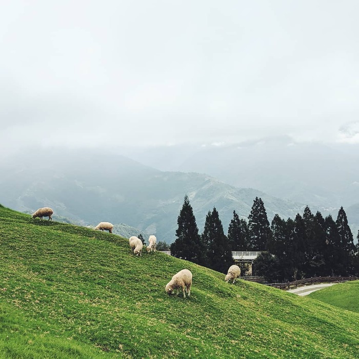 Khám phá Nông trại Cừu Cingjing Farm khi du lịch Đài Loan