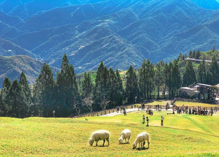 Nông trại Cừu Cingjing Farm – một châu Âu thu nhỏ ở Đài Loan
