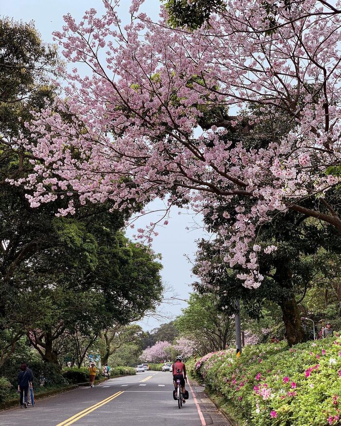 công viên Dương Minh Sơn Đài Loan vào mùa xuân nở rộ hoa đào