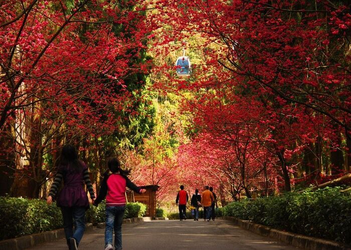Khám phá những điểm du lịch Đài Loan mùa thu tuyệt đẹp