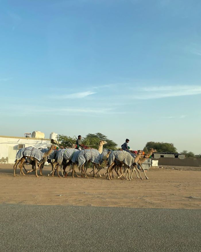 Cuộc đua lạc đà thú vị khi khám phá Ras Al Khaimah