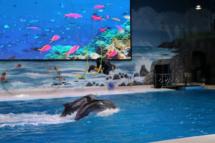 Cùng xem cá heo biểu diễn ở Dubai Dolphinarium