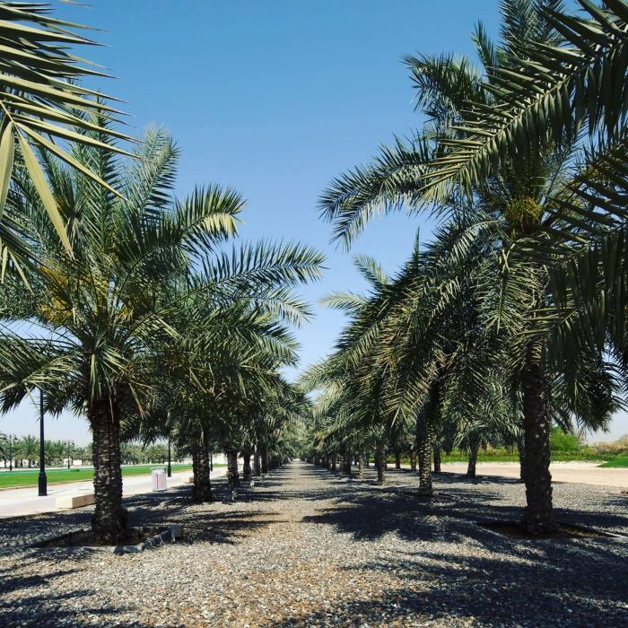 Hàng cây rợp bóng ở công viên tại Abu Dhabi