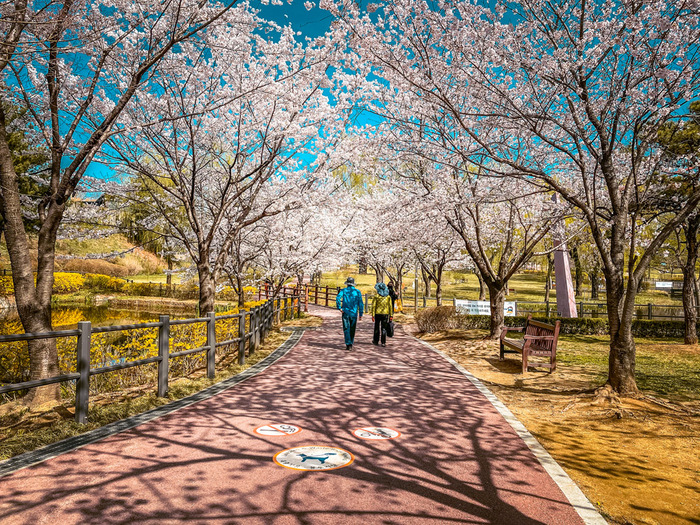 mùa xuân ở Hàn Quốc