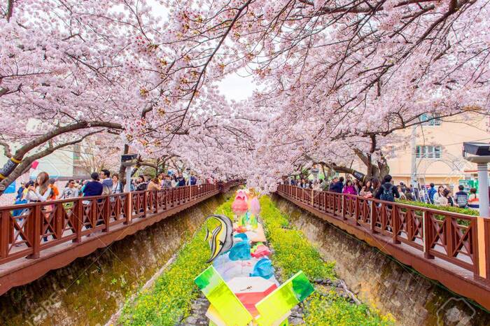 mùa xuân ở Hàn Quốc