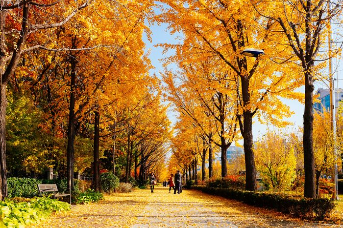 mùa thu ở Hàn Quốc