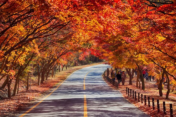 mùa thu ở Hàn Quốc