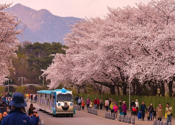 Du lịch Hongcheon – Kho báu hấp dẫn của vùng quê yên bình ở Hàn Quốc