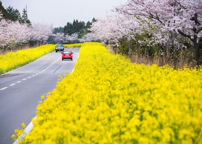 Du lịch Hàn Quốc tháng 4-Trải nghiệm cảnh sắc các mùa hoa