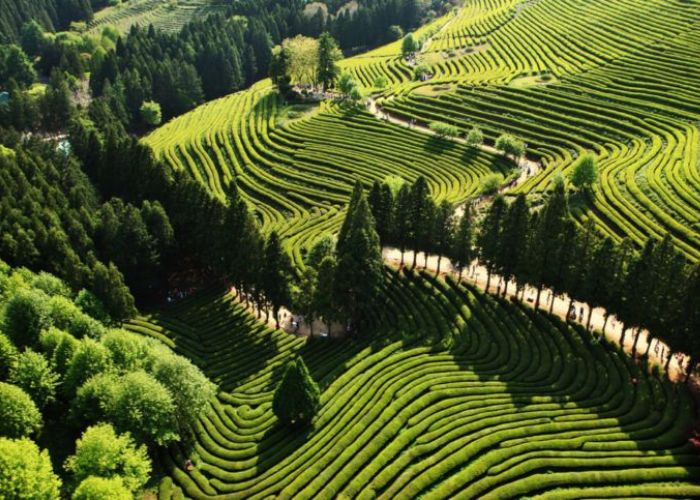 Cánh đồng trà xanh Boseong – Nơi xua đi những muộn phiền nơi đô thị