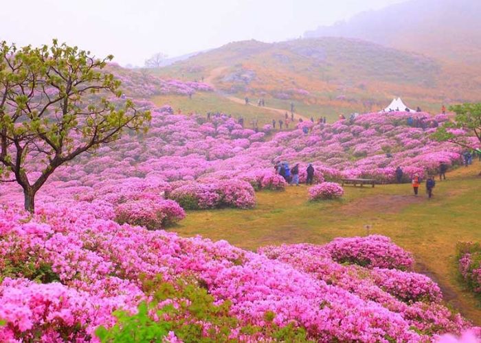 Lễ hội hoa đỗ quyên Hàn Quốc – Nên đi đâu trải nghiệm?