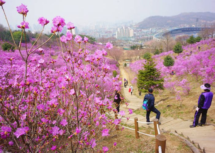 Lễ hội hoa đỗ quyên Hàn Quốc