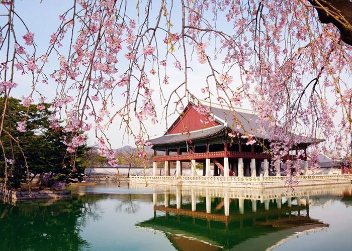 Lễ hội hoa đỗ quyên Hàn Quốc