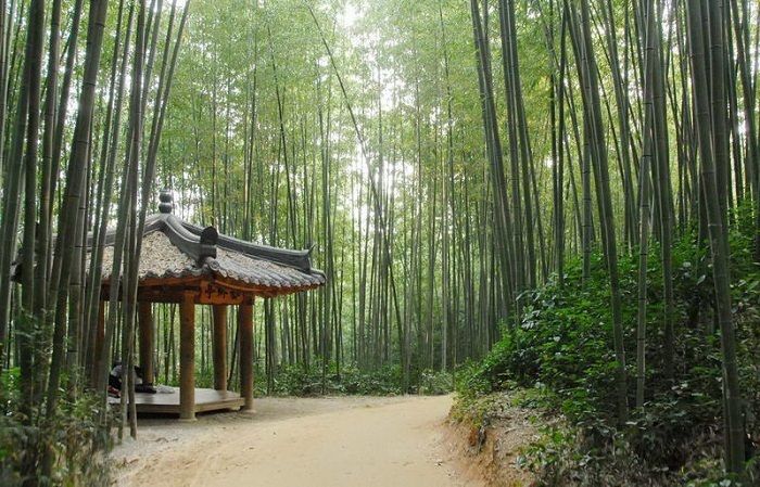 Rừng tre Juknokwon địa điểm không thể bỏ lỡ khi du lịch Hàn Quốc