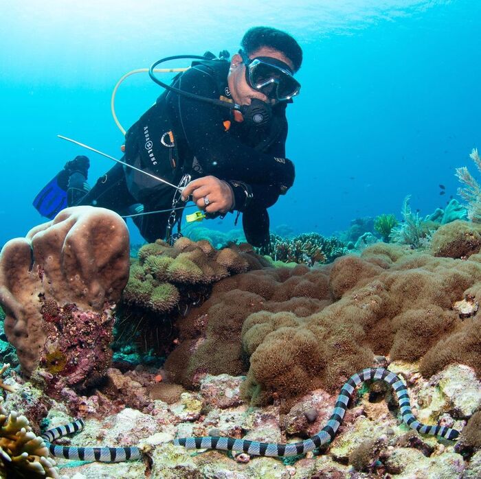 Đảo Bunaken Indonesia có hệ san hô và sinh vật biển đa dạng