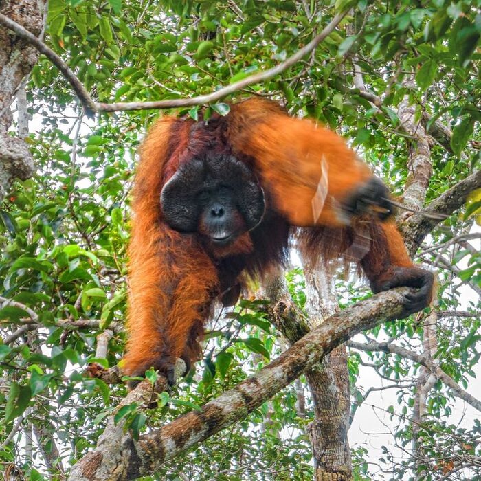 Nhiều loài khỉ đười ươi và các loài linh trưởng sống tại vườn quốc gia Tanjung Puting Indonesia 
