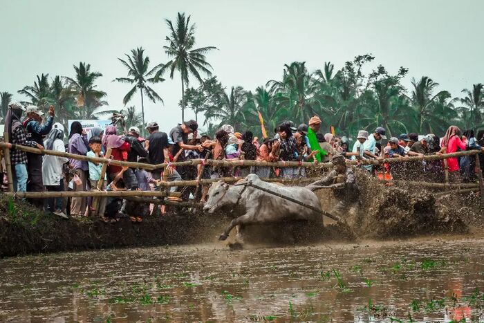 lễ hội đua bò ở Indonesia cực hấp dẫn