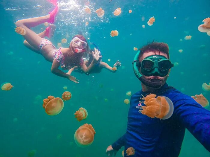 Điều làm du khách hào hứng nhất có lẽ là trải nghiệm bơi lội cùng sứa