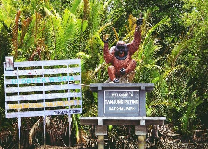 Đến vườn quốc gia Tanjung Puting Indonesia khám phá thiên nhiên hoang dã đầy thú vị